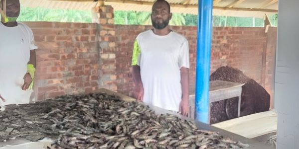 সাফল্য এলেও ‘আধা নিবিড়’ চিংড়ি চাষে আগ্রহ কম